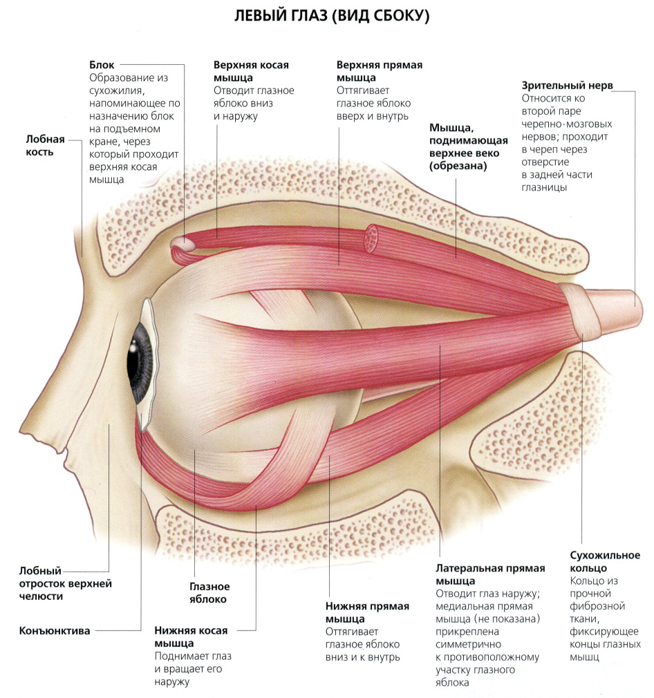 Ресничная мышца глаза функции. Иннервация наружных мышц глаза анатомия. Мышцы глазного яблока анатомия функции. Мышцы глаза человека анатомия. Глазодвигательные мышцы глаза строение.
